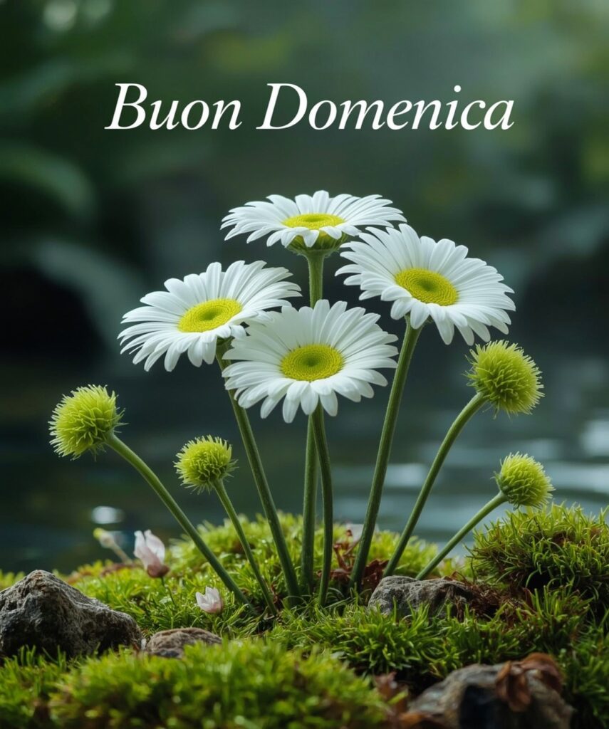 buona domenica immagini (2)