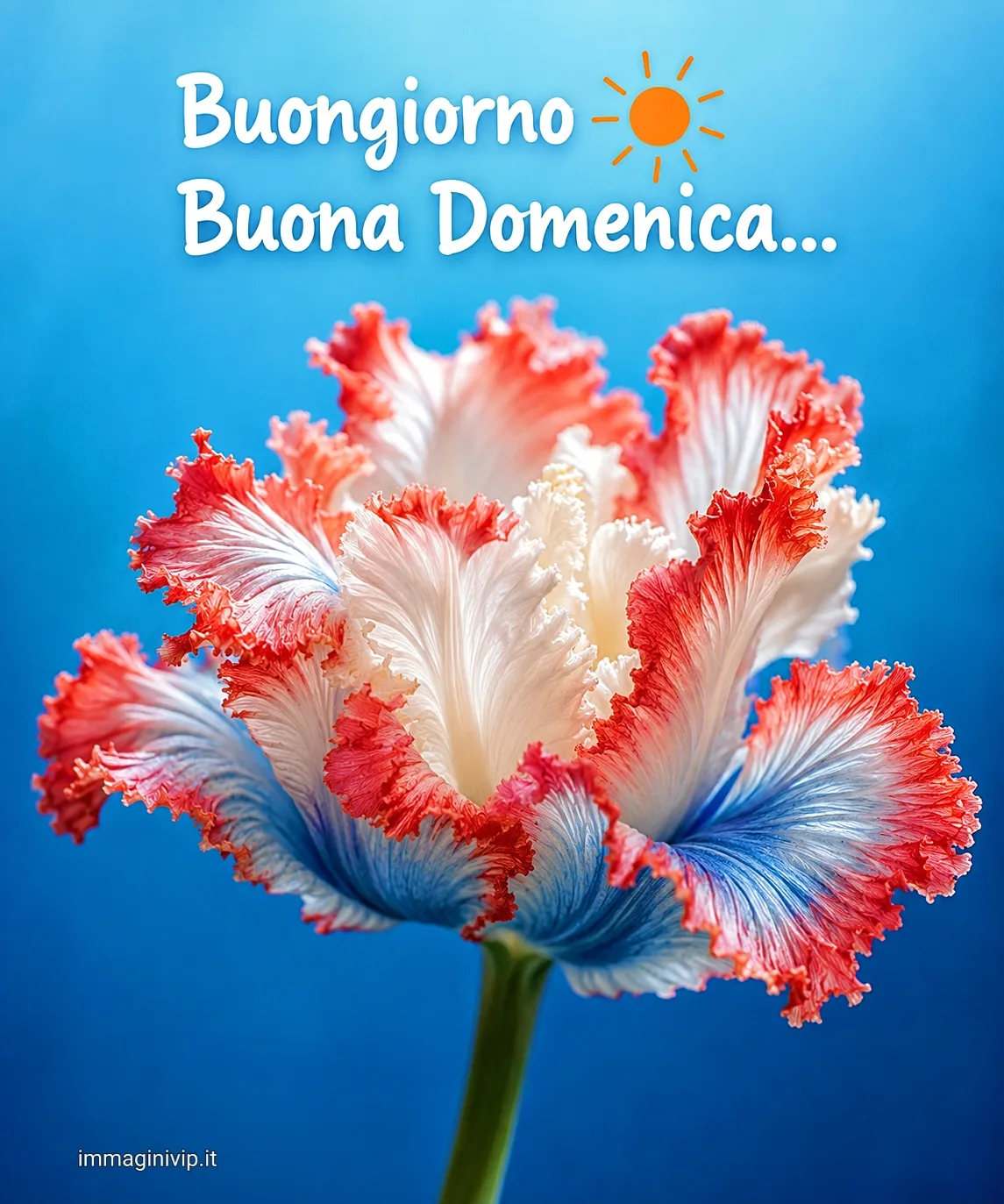 buongiorno buona domenica ()